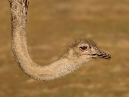 Fotografujeme zvířata v ZOO