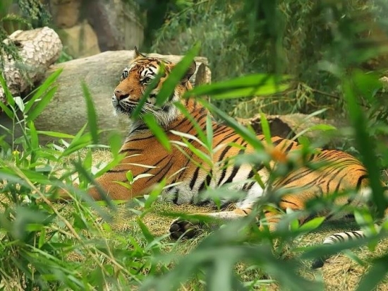 Fotografujeme zvířata v ZOO