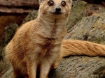 Fotografujeme zvířata v ZOO